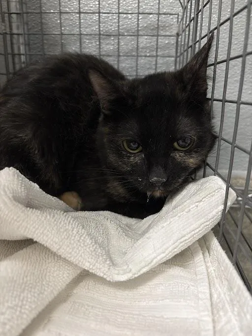 An adult medium-sized female Domestic Short Hair cat named Miso for adoption in Las Vegas, NV