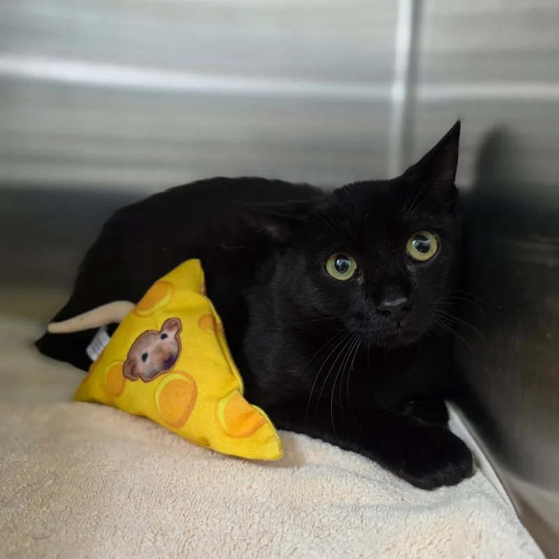 A young medium-sized male Black Domestic Short Hair cat named Swordfish for adoption in Greensboro, NC