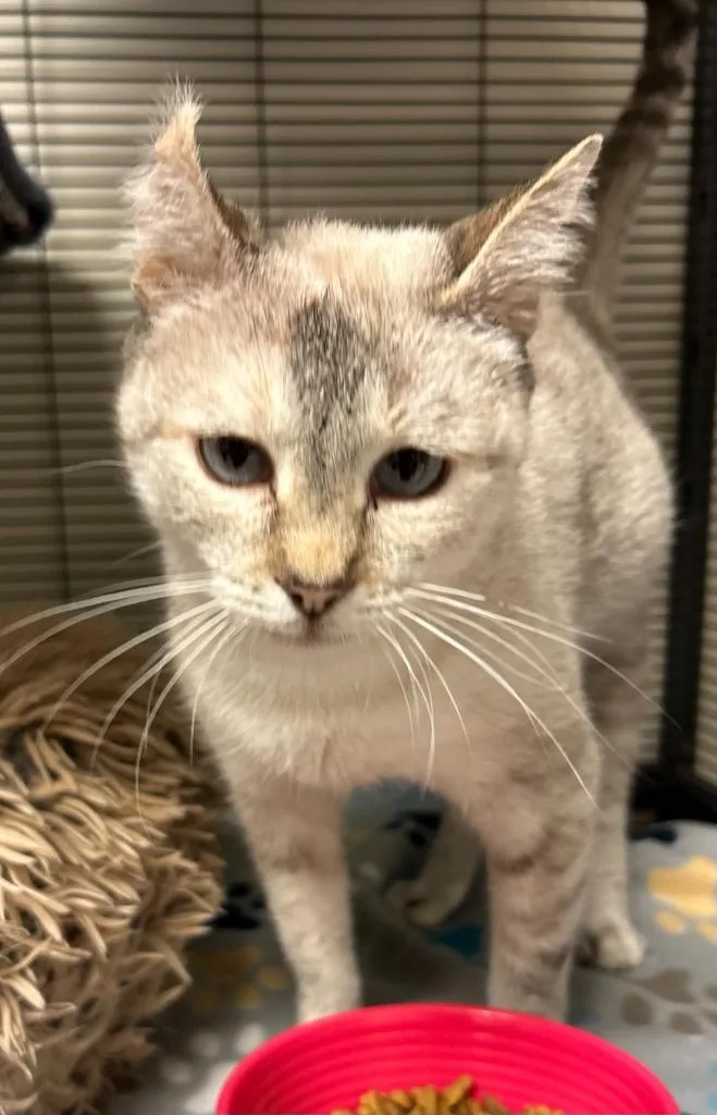 An adult small-sized female Domestic Short Hair cat named Marble for adoption in Blountville, TN