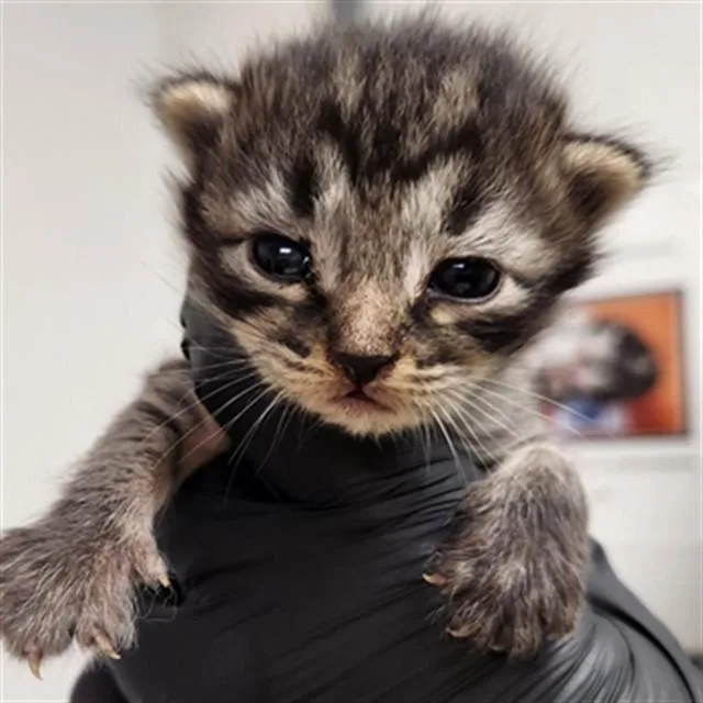 A baby small-sized female Domestic Short Hair cat named Razzle for adoption in Fort Lauderdale, FL