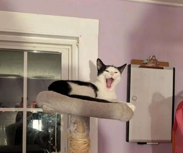 A young medium-sized female Black & White / Tuxedo Domestic Short Hair cat named Jeanette for adoption in Stewartsville, NJ