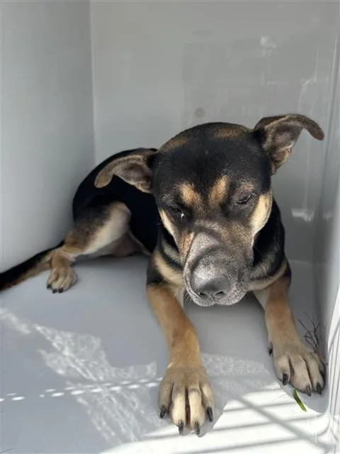 A young medium-sized male German Shepherd Dog dog named A for adoption in Houston, TX