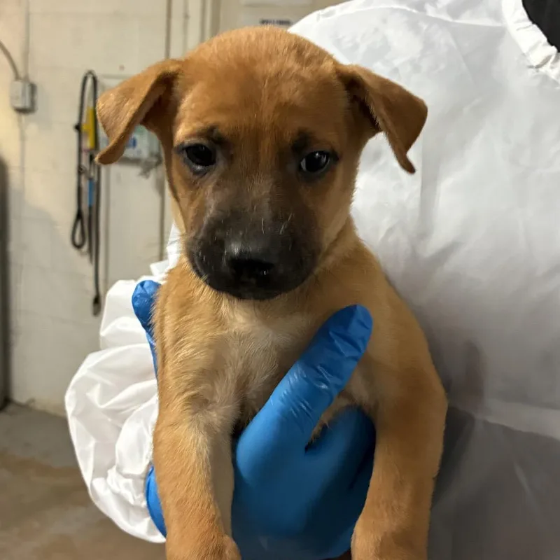 A baby medium-sized male Red / Chestnut / Orange Shepherd dog named Stuart for adoption in Edinburg, TX