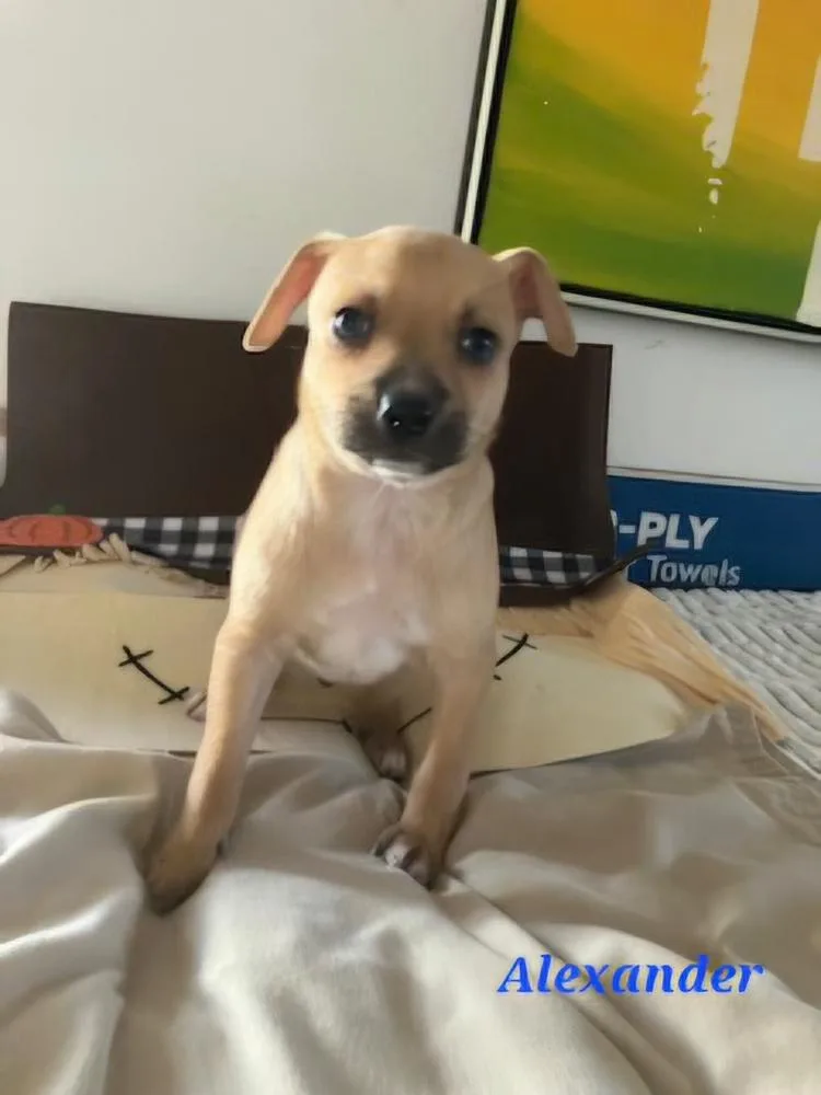 A baby medium-sized male Brown / Chocolate Chihuahua dog named Alexander for adoption in Sedalia, CO