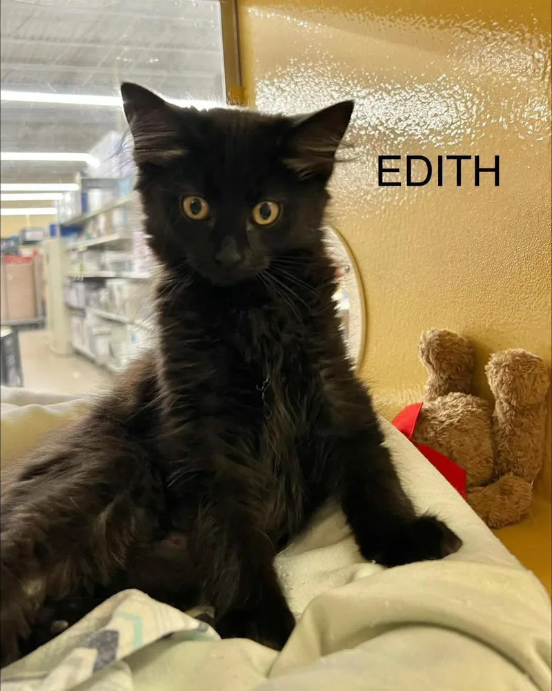 A young medium-sized female Black Domestic Short Hair cat named Edith for adoption in Spring Lake, NJ