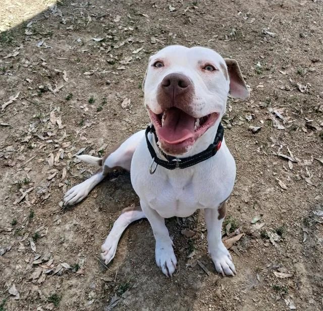 A young large-sized female Pit Bull Terrier dog named Lilly for adoption in Martinez, CA
