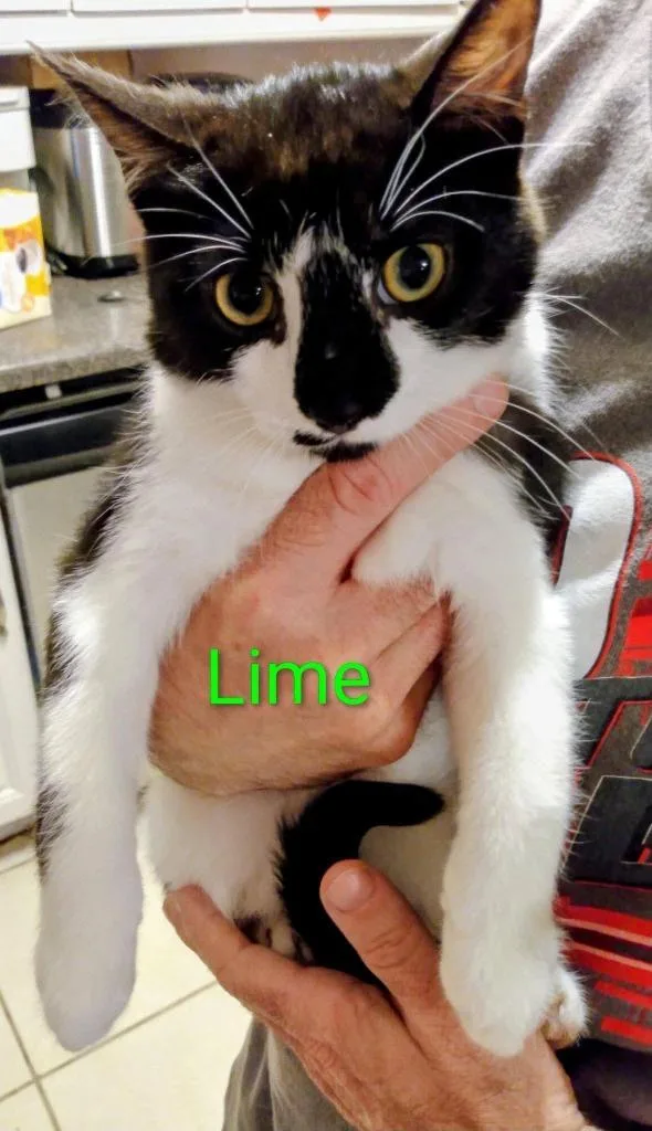 A baby medium-sized male Domestic Short Hair cat named Lime for adoption in Hoover , AL