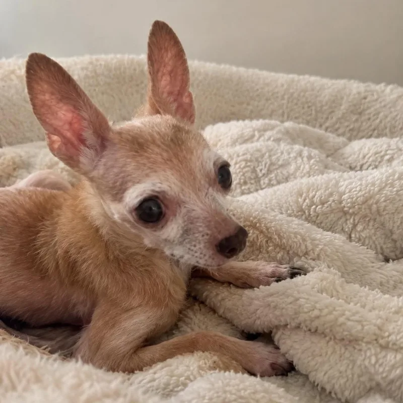 A senior small-sized female Yellow / Tan / Blond / Fawn Chihuahua dog named Lily for adoption in Tampa, FL