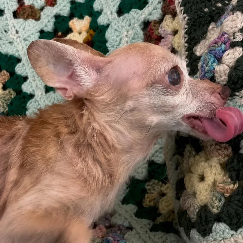 Lily thumbnail 6