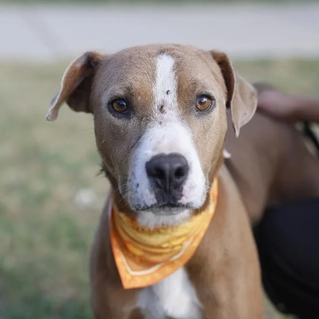 A young medium-sized male American Staffordshire Terrier dog named Blaze for adoption in San Antonio, TX