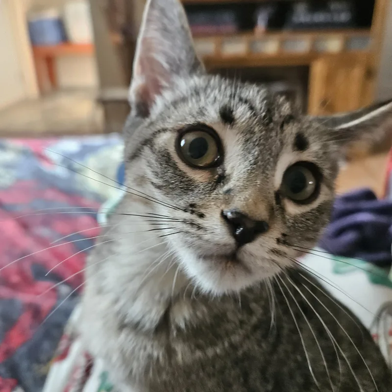 A baby small-sized male Tabby (Gray / Blue / Silver) Domestic Short Hair cat named Pita for adoption in Milwaukee, WI