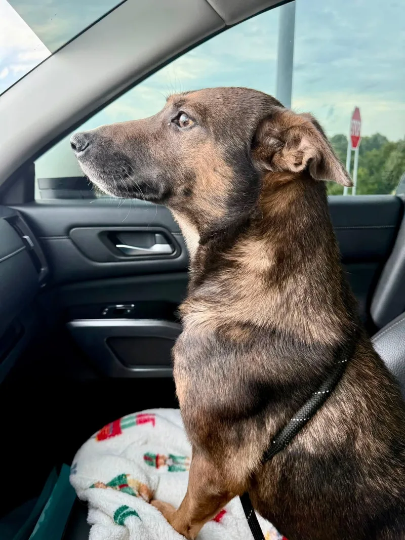 A young small-sized female Bicolor Dutch Shepherd dog named Maple for adoption in Lexington, KY