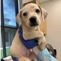 A baby small-sized male White / Cream Terrier dog named March for adoption in Clearwater, FL