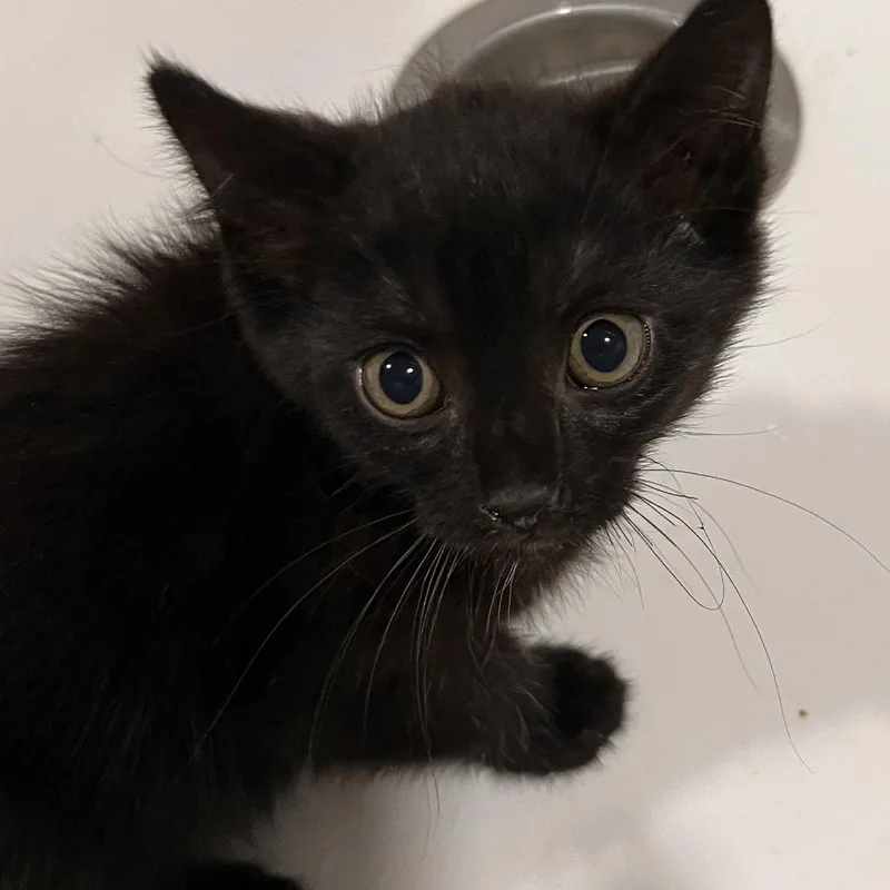 A baby small-sized female Black Domestic Short Hair cat named Roux for adoption in Washburn, MO