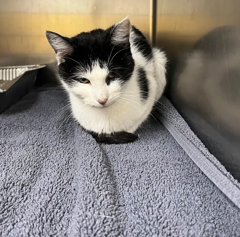 A young medium-sized female Domestic Short Hair cat named Mudge for adoption in Rowlett, TX