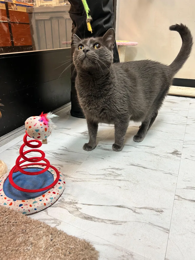 An adult medium-sized male Gray / Blue / Silver Domestic Short Hair cat named Walt Whiskers for adoption in Mayfield, NY