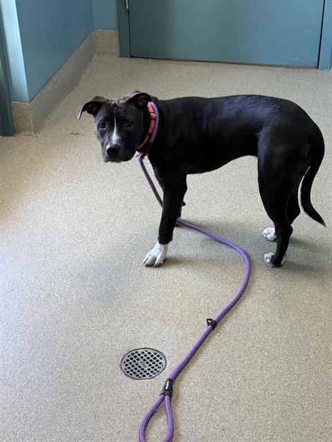A young medium-sized female Mixed Breed dog named Raven for adoption in Newton, NC