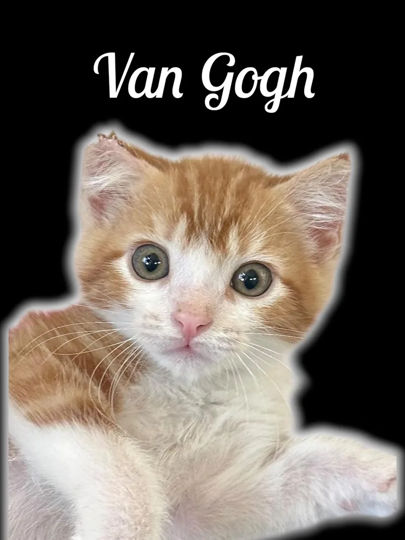 A baby small-sized male Tabby (Orange / Red) Domestic Medium Hair cat named Van Gogh for adoption in Auburn, CA