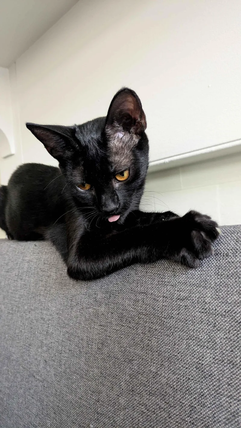 A baby medium-sized female Black Domestic Short Hair cat named Penny for adoption in Pittsburgh, PA