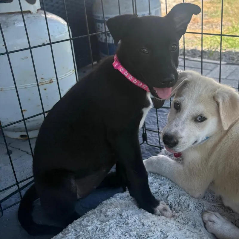A baby medium-sized female Black Labrador Retriever dog named Millie for adoption in Brownsville, TX