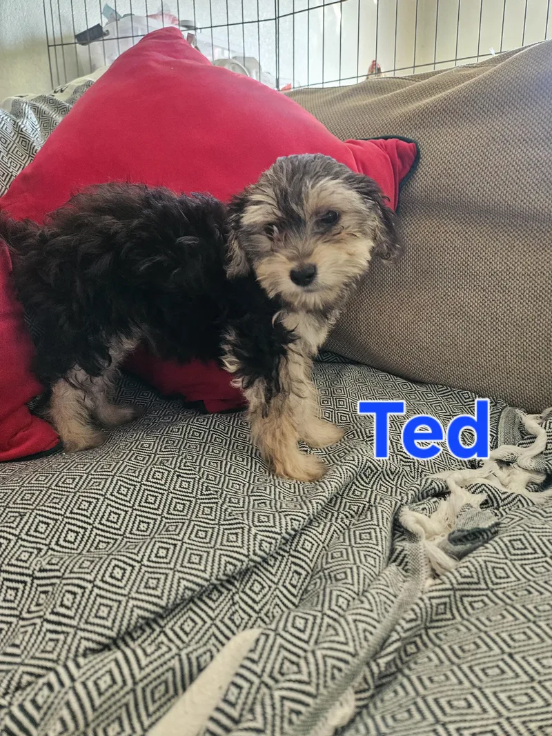 A baby small-sized male Gray / Blue / Silver Maltipoo dog named Remi for adoption in Los Angeles, CA