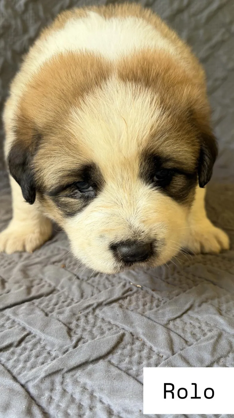 Rolo