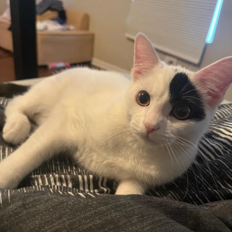 A baby small-sized female White Domestic Short Hair cat named Bubbles  Home to for adoption in South Elgin, IL