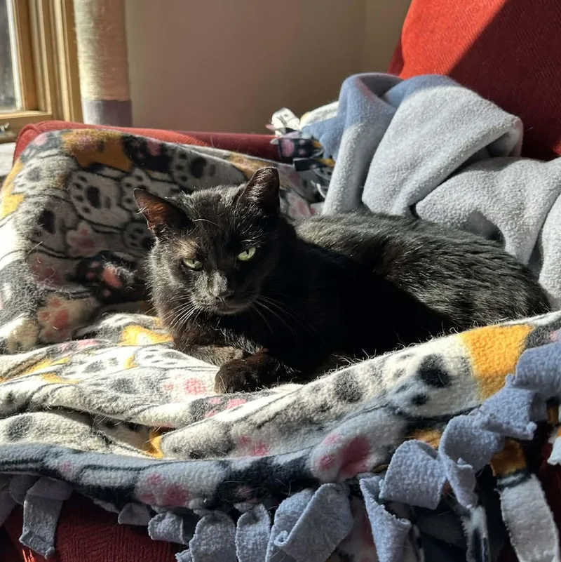 An adult medium-sized female Black Domestic Short Hair cat named Mavis for adoption in Royal Oak, MI