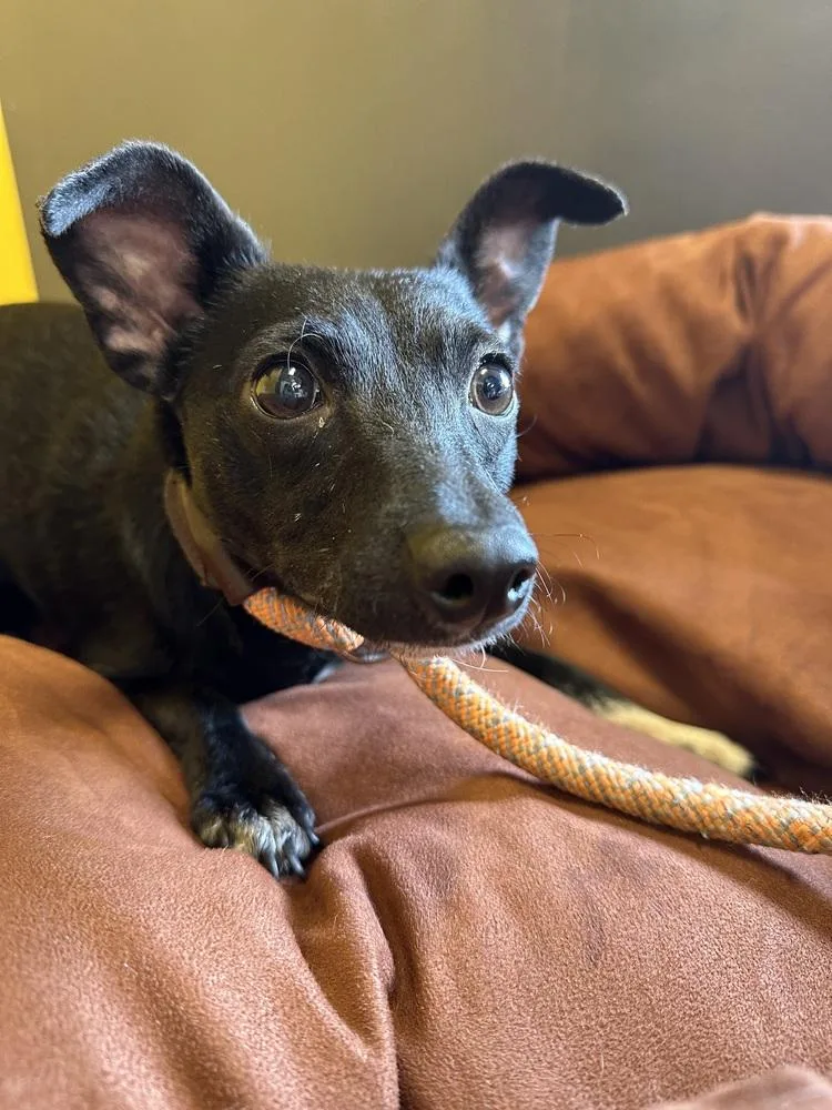 Pretty Girl thumbnail 2