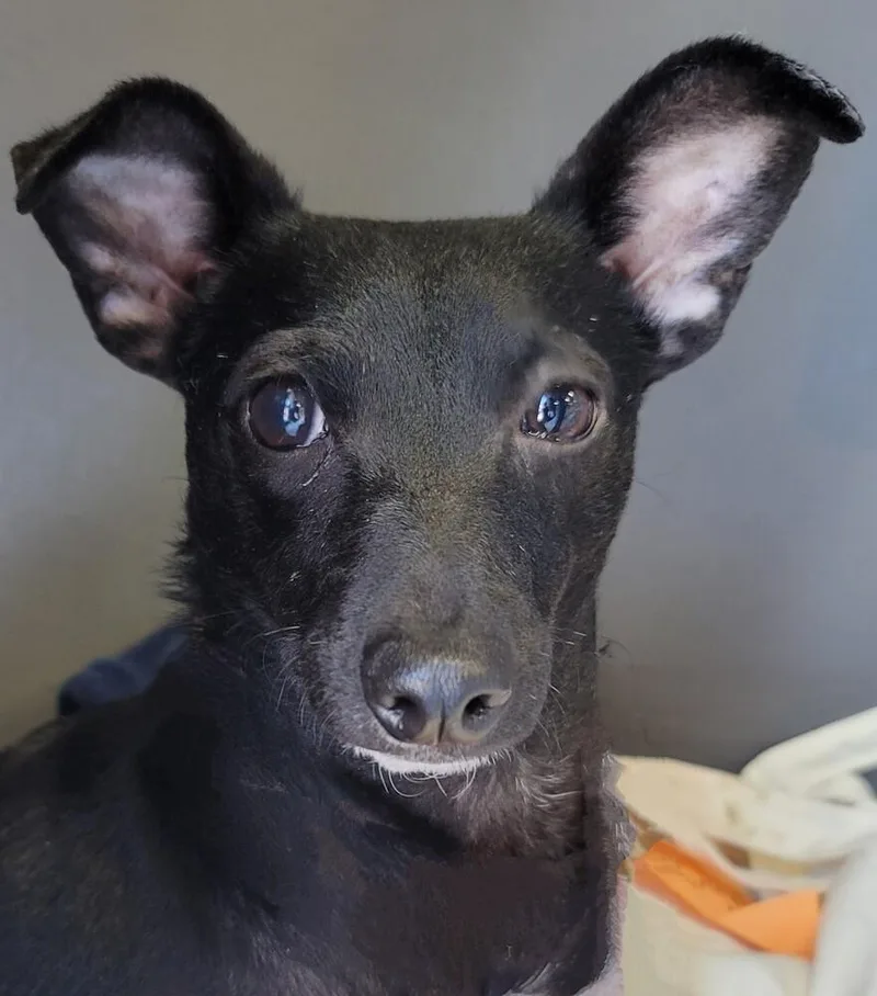 Pretty Girl thumbnail 3