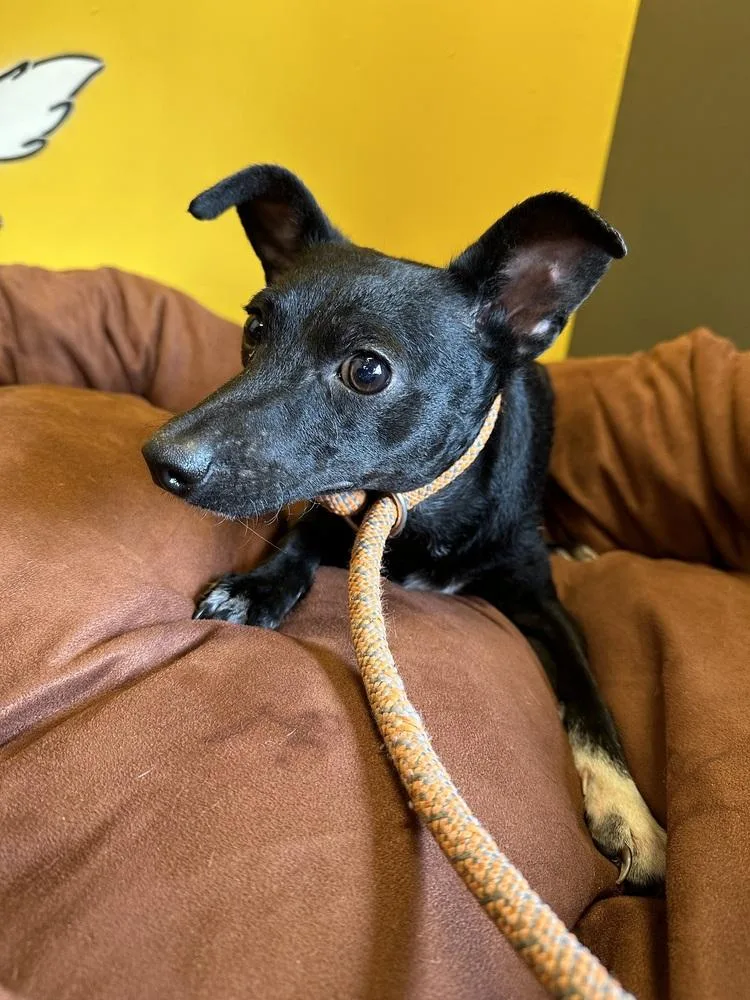 Pretty Girl thumbnail 4