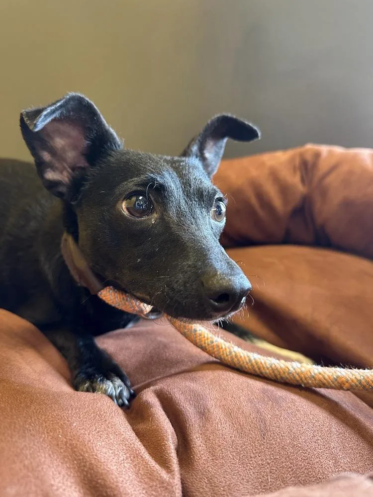 Pretty Girl thumbnail 5