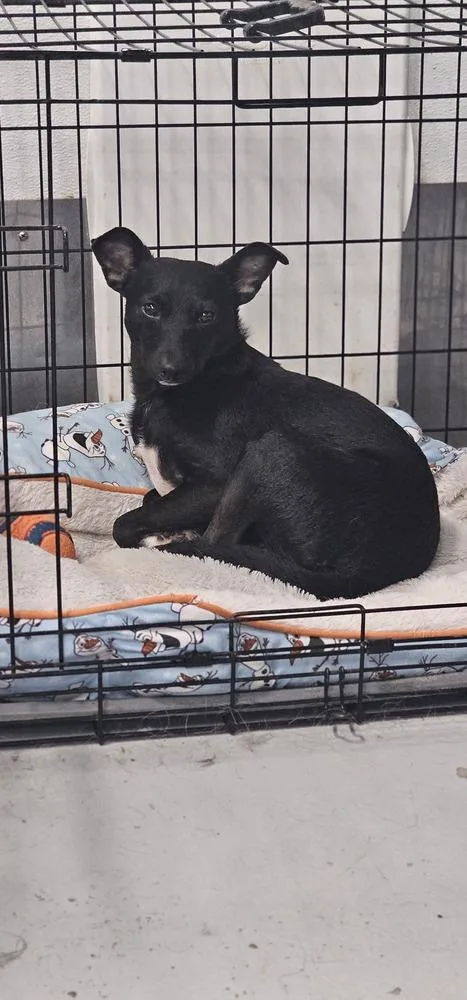 Pretty Girl thumbnail 6