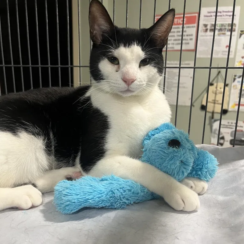 A young medium-sized female White Domestic Short Hair cat named Pepper for adoption in Waldorf, MD