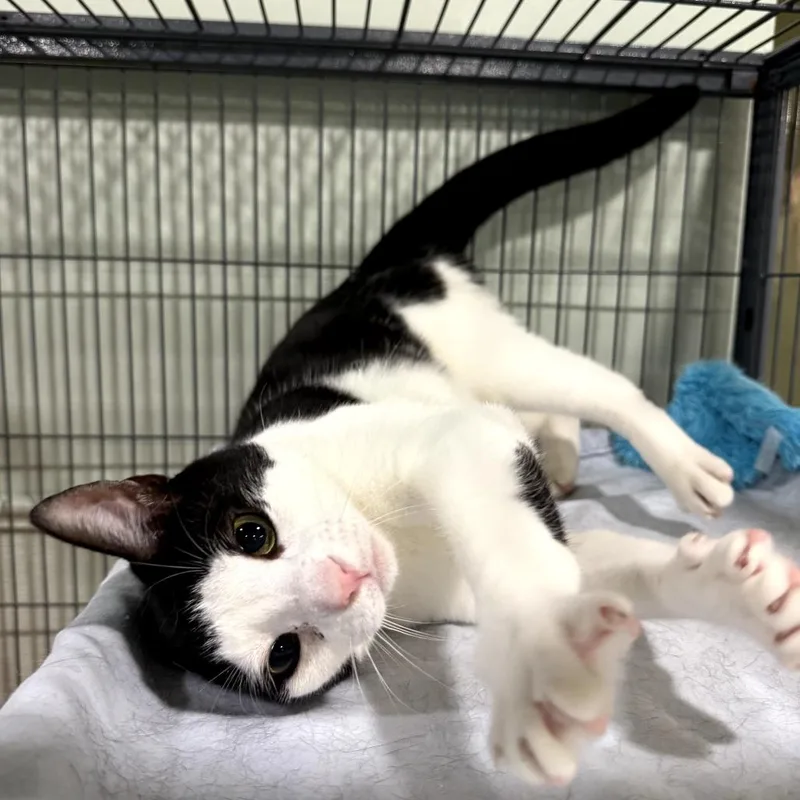 Pepper thumbnail 3