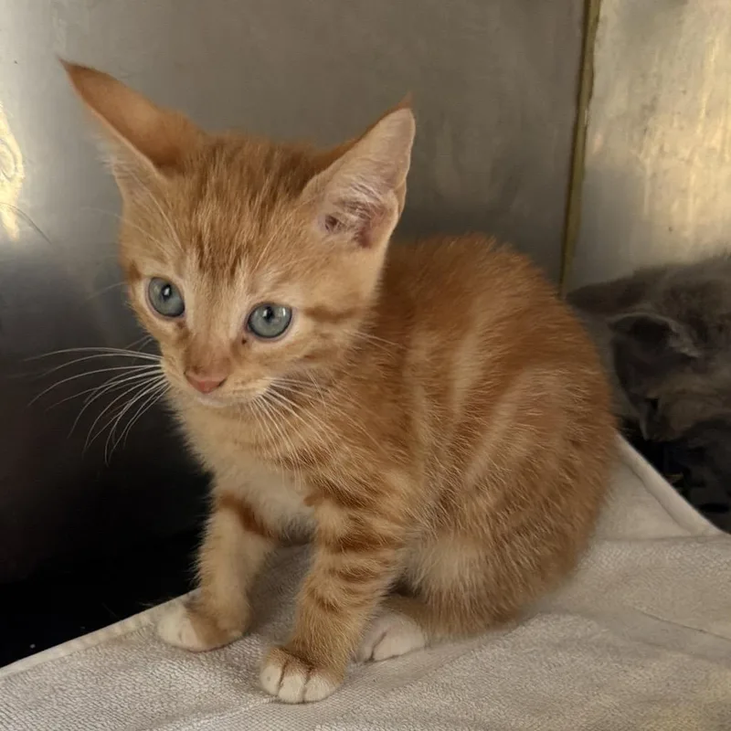 A baby small-sized male Orange / Red Domestic Short Hair cat named Moss for adoption in Goshen, IN