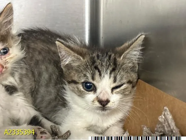A baby small-sized female Domestic Short Hair cat named Maple for adoption in West Palm Beach, FL