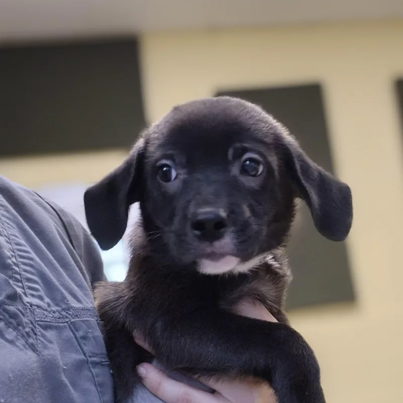 Dr. Yang thumbnail 2