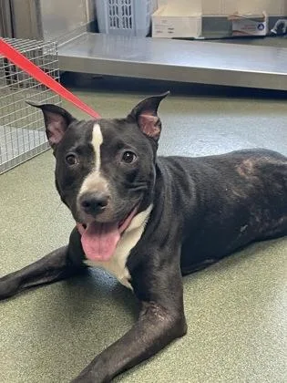 Etheridge thumbnail 2