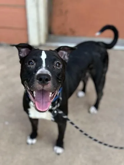 Etheridge thumbnail 4