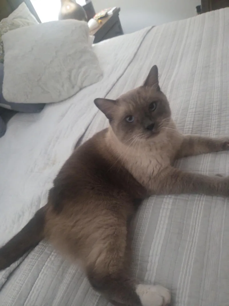 An adult medium-sized male Siamese cat named Pharoah for adoption in Woodmere, NY