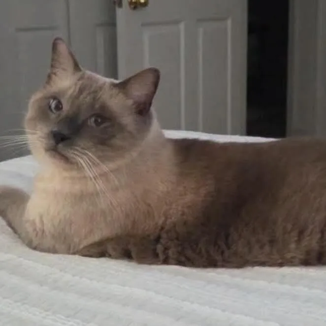 Pharoah thumbnail 3