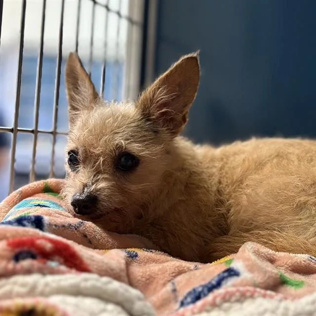 A senior small-sized female Chihuahua dog named Ginger for adoption in Camarillo, CA