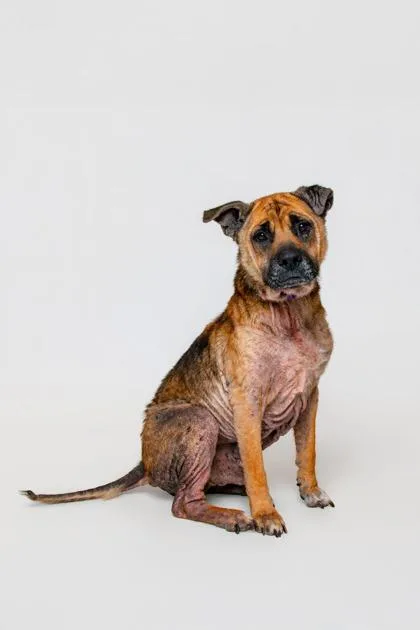 A senior large-sized male Mixed Breed dog named Thurgood for adoption in Sevierville, TN