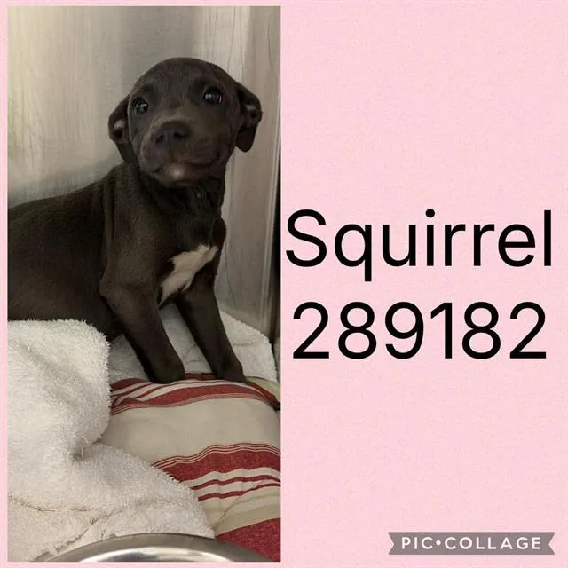 Squirrel