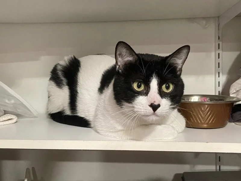 A young small-sized male Black & White / Tuxedo Domestic Short Hair cat named Angel Baby for adoption in Patchogue, NY