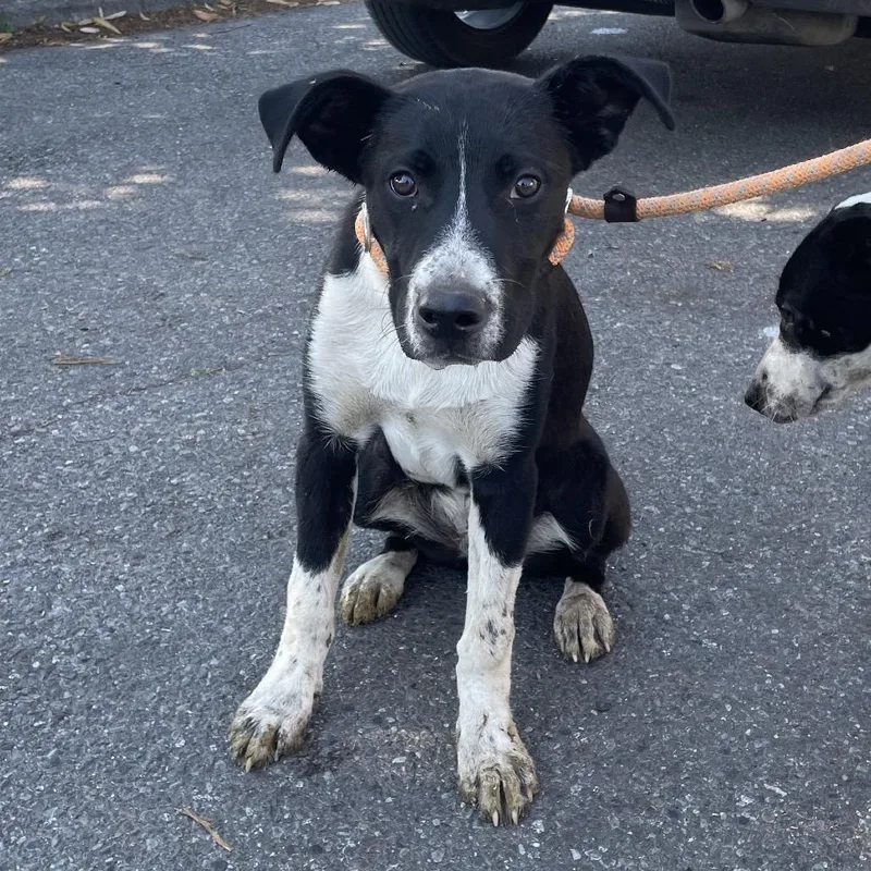 Flint SPWAStray