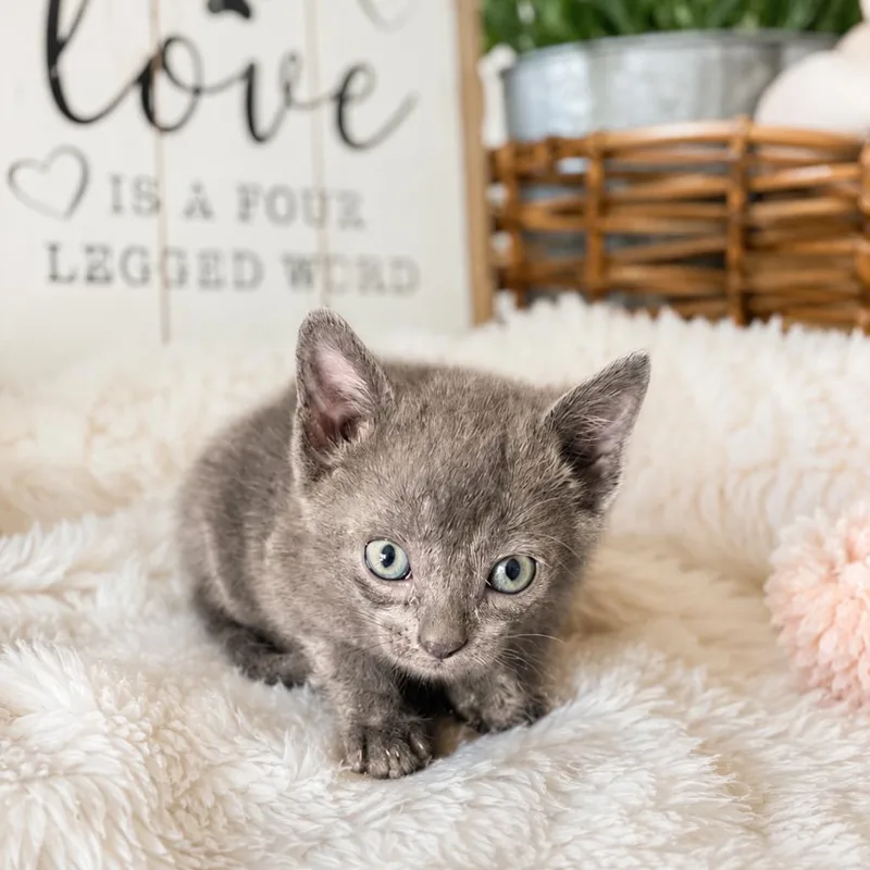 A baby small-sized female Lilac Point Domestic Medium Hair cat named Doby for adoption in Eufaula, AL