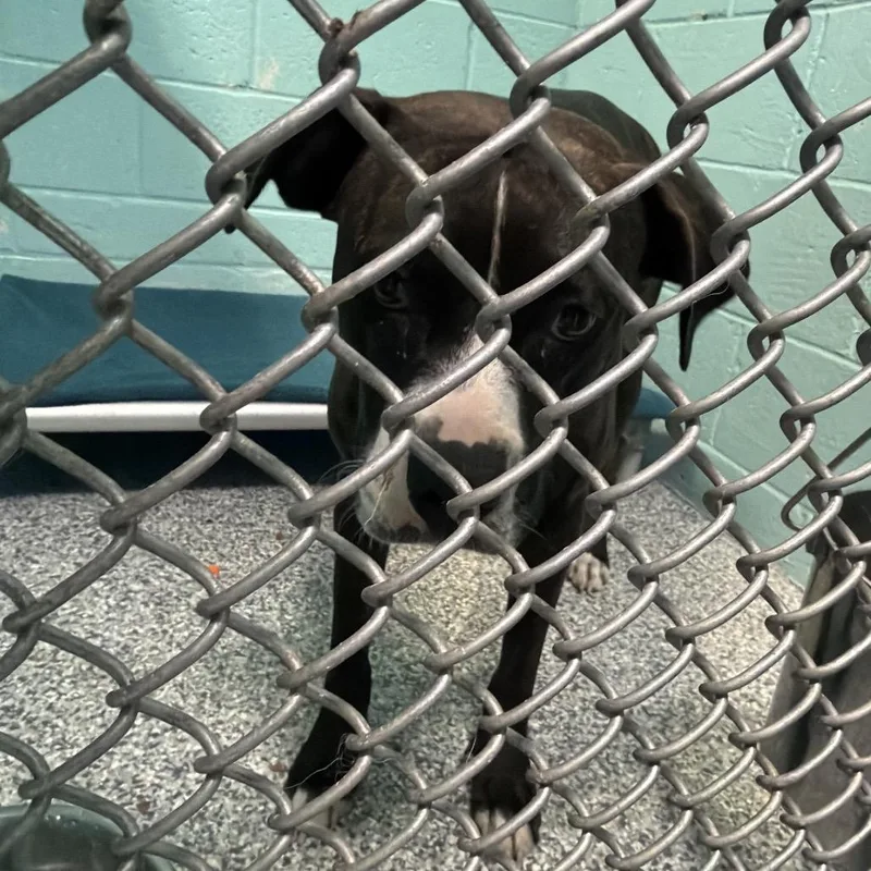 An adult medium-sized female Brindle Mixed Breed dog named Sugar for adoption in Port Charlotte, FL