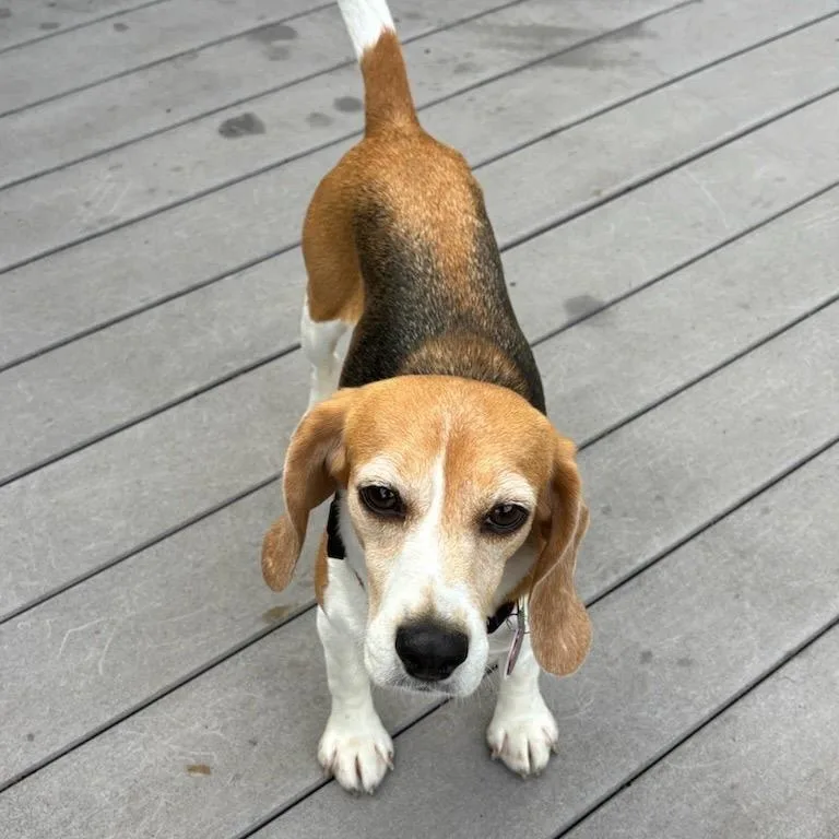 Rosie